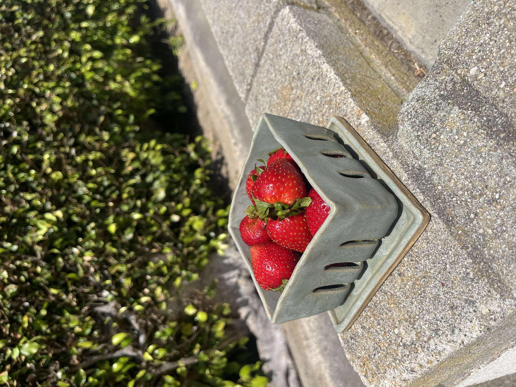 A pale green ceramic berry basket filled with strawberries outdoors.